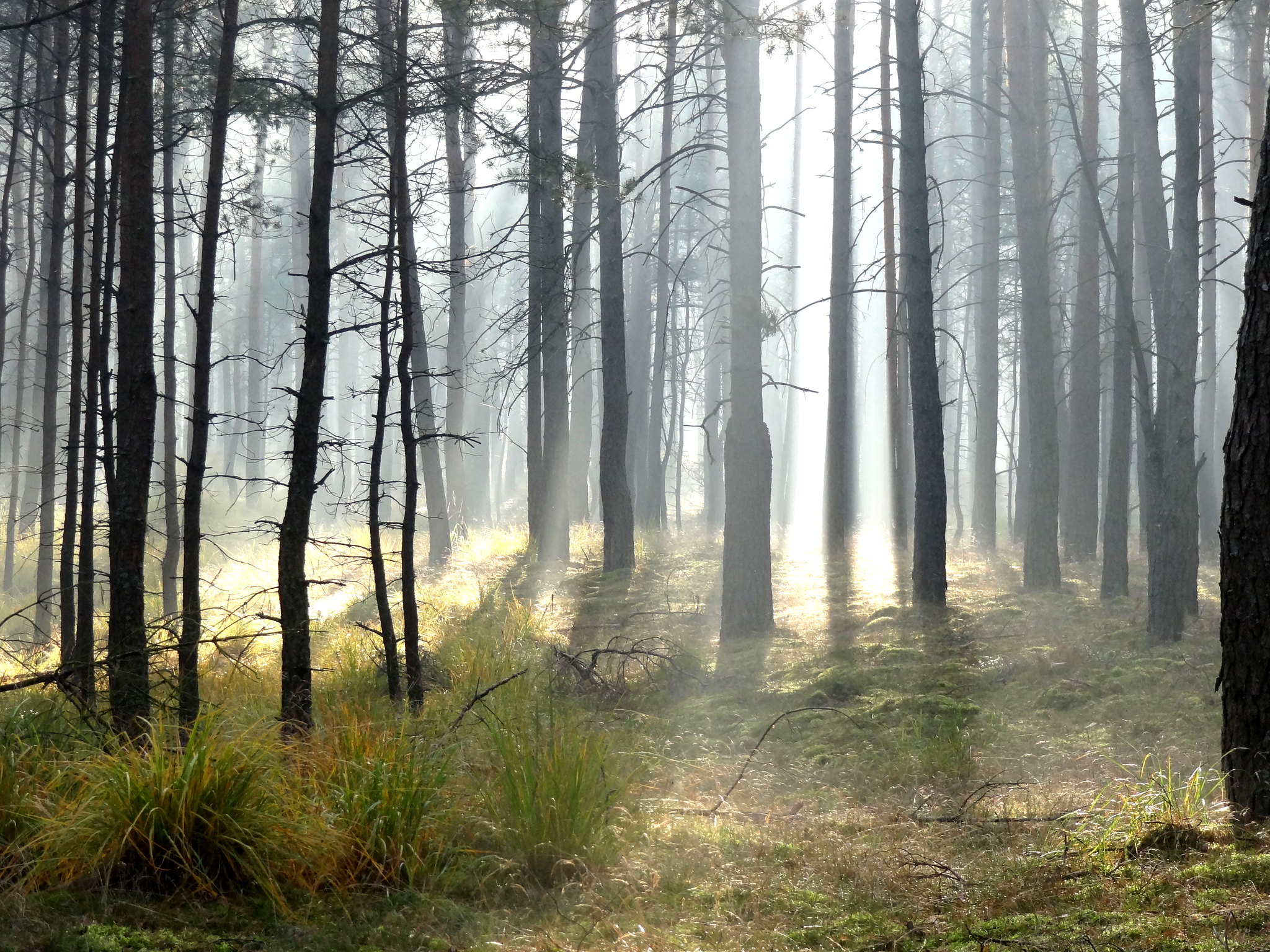 Sun rising through fog in a forest, symbolizing the beginning of a new era.
